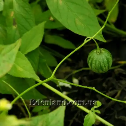 Изображение Паслен карипенс,  Тзимбало - Solanum caripense 