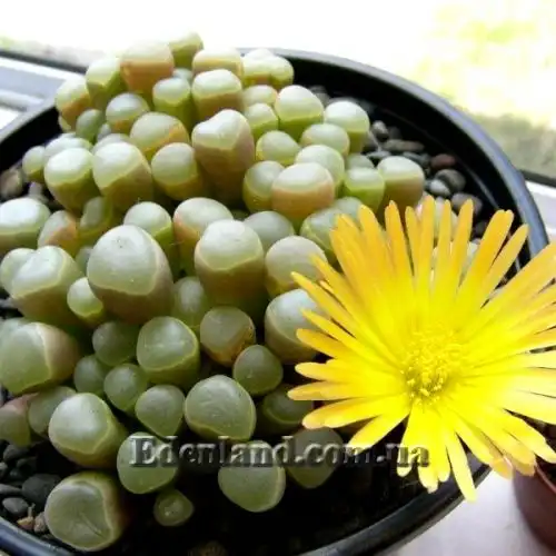 Изображение Фенестрария Булаволистная - Fenestraria rhopalophylla subsp. aurantiaca 