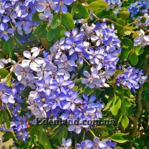 Изображение Гваякум лекарственный - Guaiacum officinale