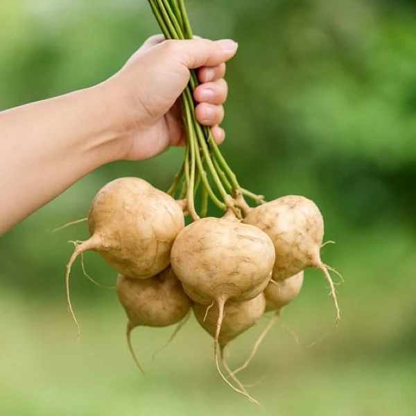 Изображение Пахиризус вырезной   - Pachyrhizus erosus 