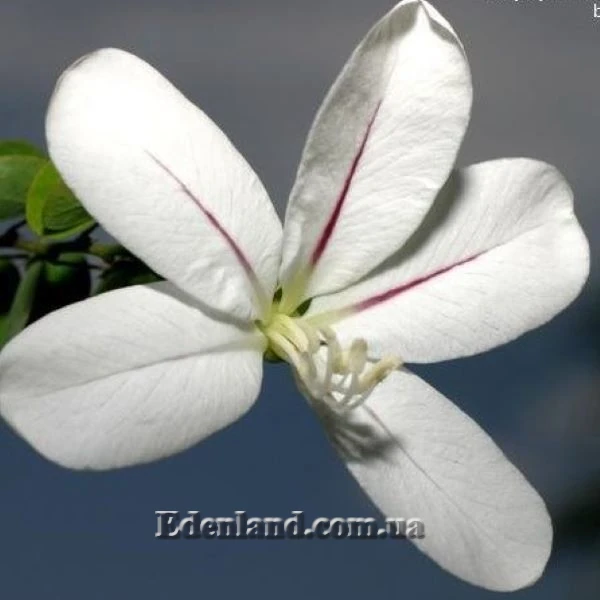 Изображение Баухиния натальская  - Вauhinia natalensis