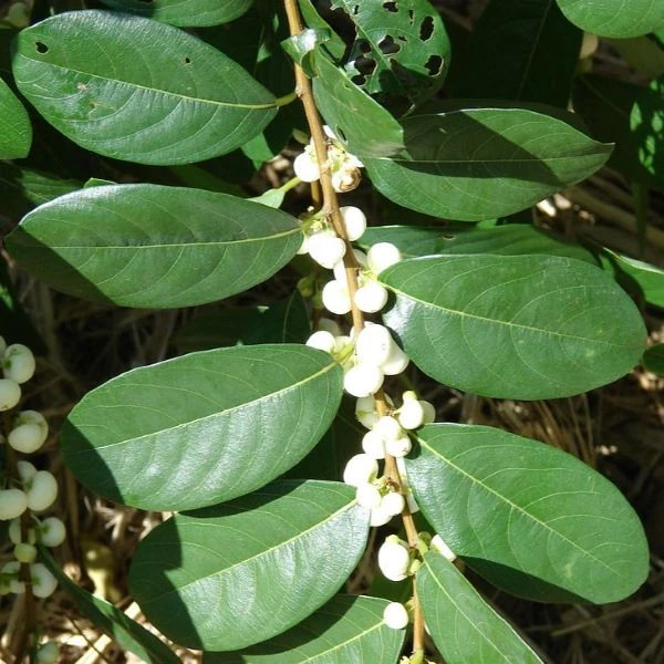 Флюгея отруйна - Flueggea virosa 