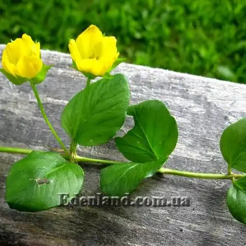 Изображение Лизимахия монетчатая - Lysimachia nummularia