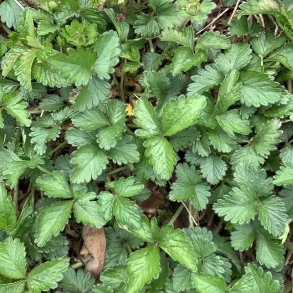 Изображение Лапчатка индийская  - Potentilla indica 
