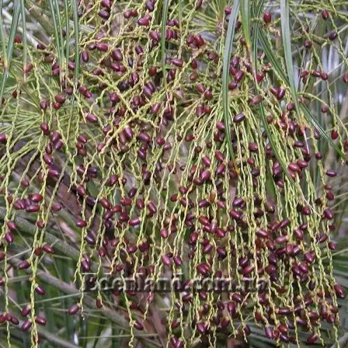 Зображення Фінік Робелена - Phoenix roebelenii