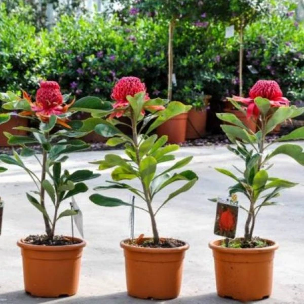 Зображення Телопея прекрасна - Telopea speciosissima 