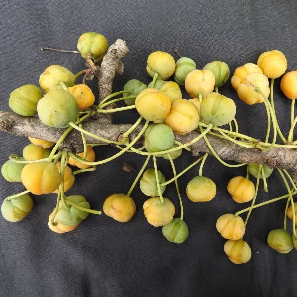 Изображение Дилления пятипестичная  - Dillenia pentagyna 