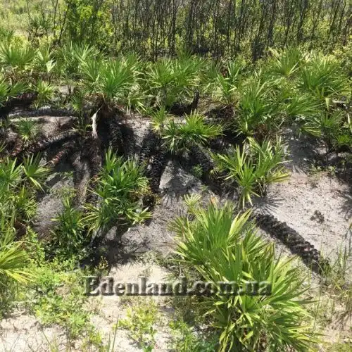 Зображення Сереноа повзуча - Serenoa repens