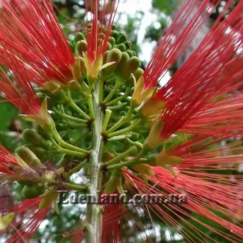 Зображення Калліандра Х'юстона - Calliandra houstoniana    