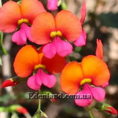 Изображение Хоризема разнолистная     - Chorizema diversifolium