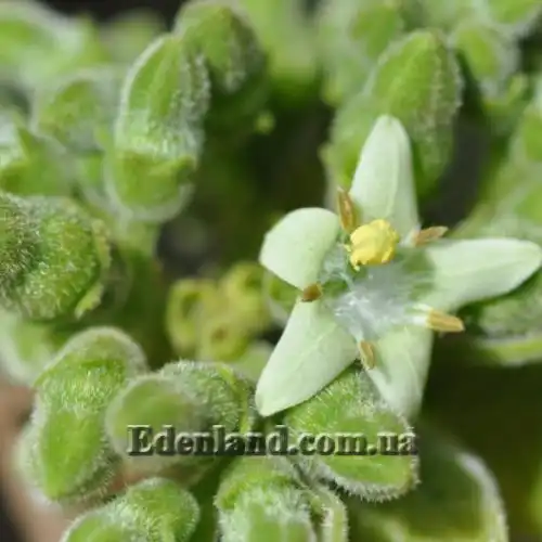 Изображение Вангерия несчастная - Vangueria infausta