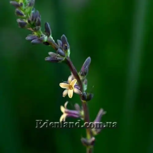 Изображение Анемаррена асфоделовидная - Anemarrhena asphodeloides