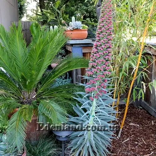 Изображение начало цветения