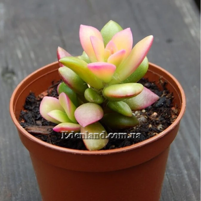 Изображение Анакампсерос краснеющий Санрайз  - Anacampseros rufescens cv 'Sunrise'