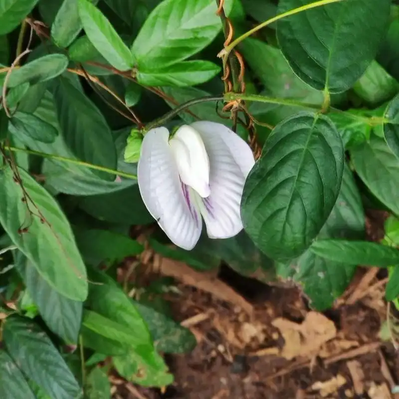 Изображение Центросема опушенная  - Centrosema pubescens