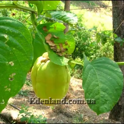 Изображение Пассифлора четырехугольная - Pasiflora quadrangularisи
