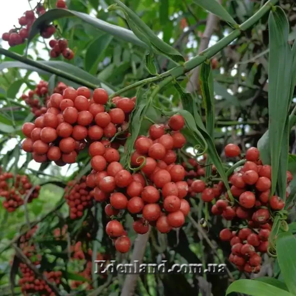 Флагеллария индийская - Flagellaria indica