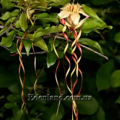 Изображение Строфантус Петерса  - Strophanthus petersianus