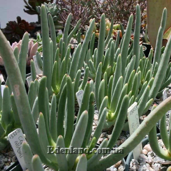 Изображение Цефалофиллум Альстона  - Cephalophyllum alstonii