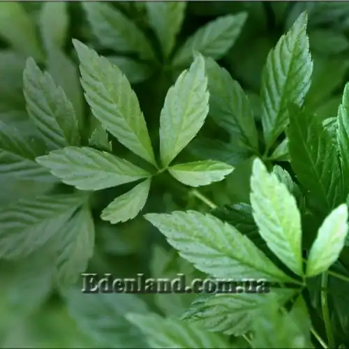 Изображение Гиностемма пятилистная - Gynostemma pentaphyllum