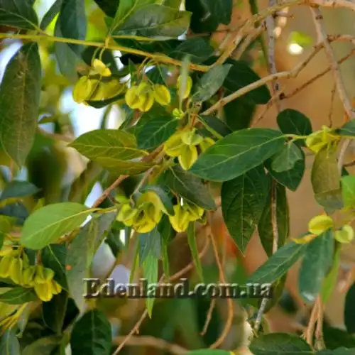 Изображение Комбретум краснолистный - Combretum erythrophyllum 