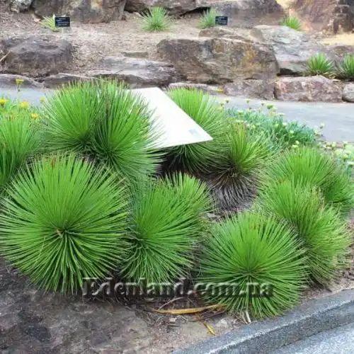 Изображение Агава полосатая - Agave striata 