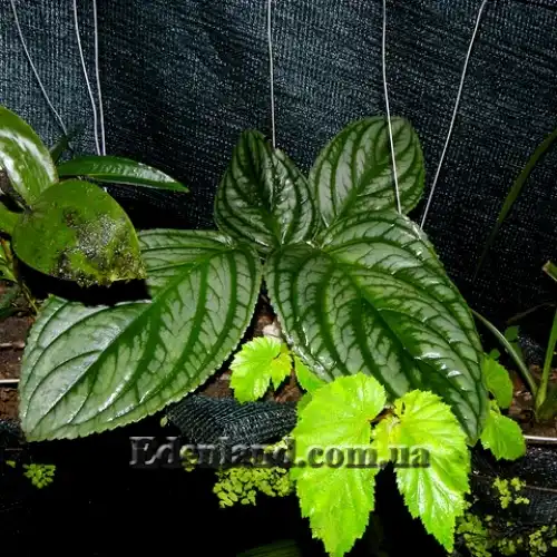 Изображение Дримония турриалве - Drymonia turrialvae