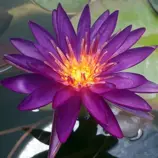 Изображение Нимфея (Кувшинка) опушенная пурпурная  - Nymphaea pubescens 'Purple'