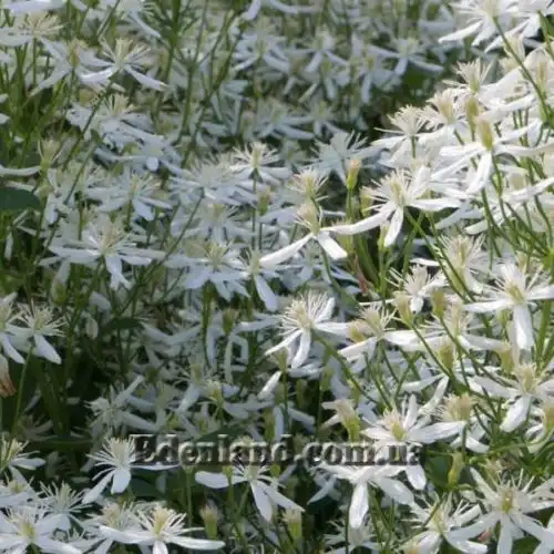 Изображение Клематис прямой - Clematis recta