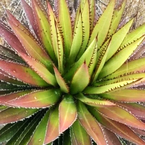 Агава долинна 'Магія Мітли' - Agave convallis 'Mitla Magic'