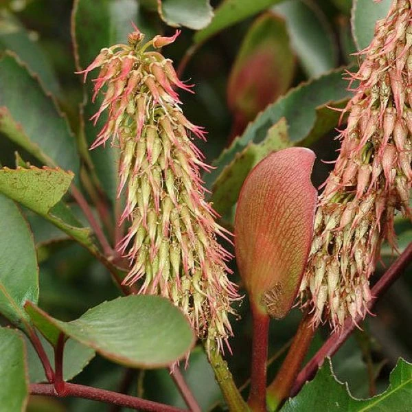 Изображение Кунония капская  - Cunonia capensis 