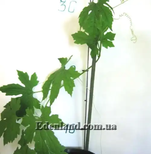 Изображение молодые саженцы