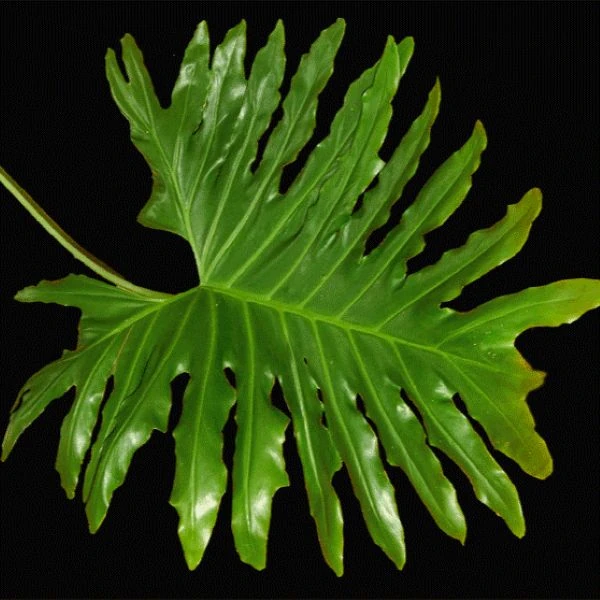 Зображення Тауматофіллум двоперисторозсічений (Філодендрон Селло) - Thaumatophyllum bipinnatifidum 
