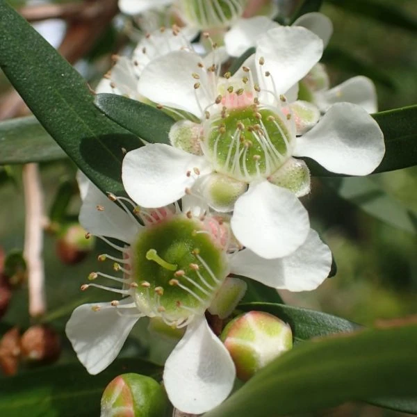 Зображення Лептоспермум Петерсона  - Leptospermum petersonii 