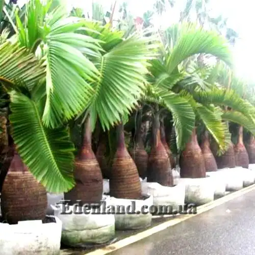 Изображение пальмы в контейнерах