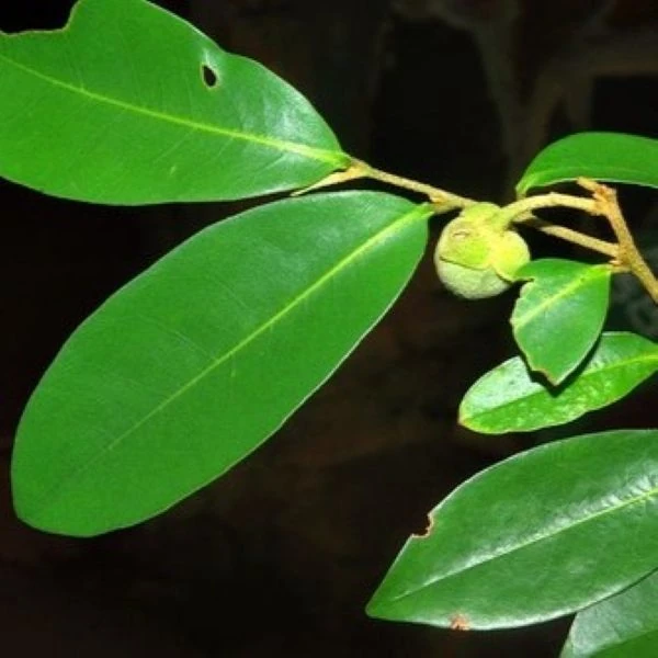 Изображение Увария кафрская  - Uvaria caffra 