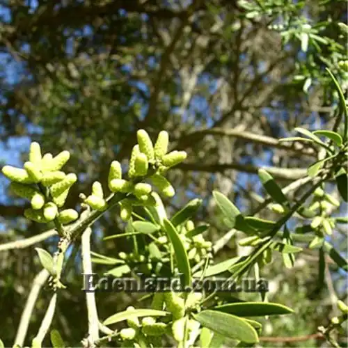 Изображение мужские шишки