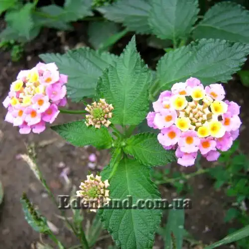 Изображение цветение