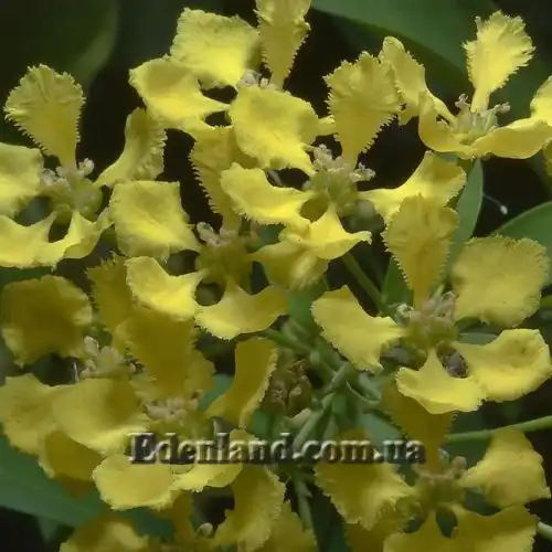 Изображение Масканья крупнокрылая - Mascagnia macroptera