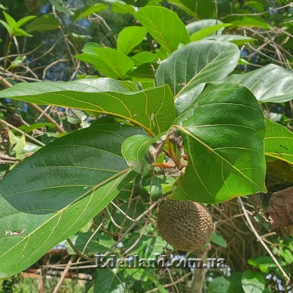 Изображение Науклея широколистная  - Nauclea latifolia