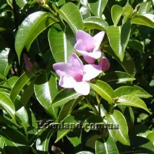 Зображення Криптостегія великоквіткова - Cryptostegia grandiflora