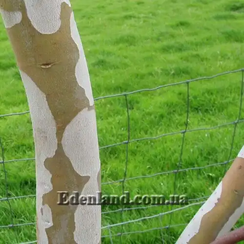 Зображення Евкаліпт малоквітковий - Eucalyptus pauciflora subsp. niphophila