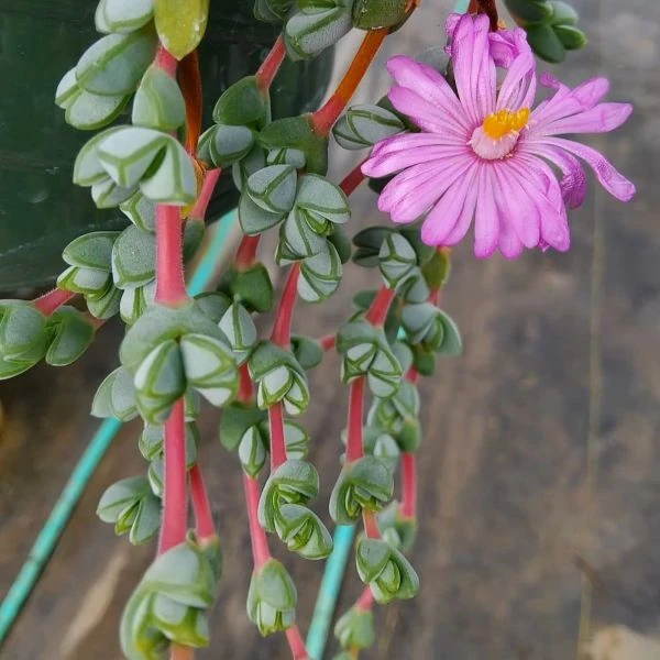 Зображення Браунсія Максиміліана - Braunsia maximiliani