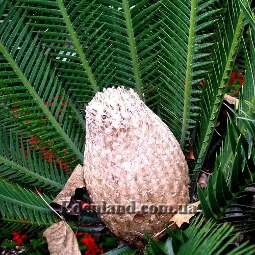 Изображение Диоон съедобный - Dioon edule