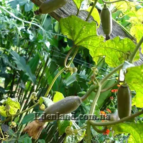 Сікана ароматна - Sicana odorifera