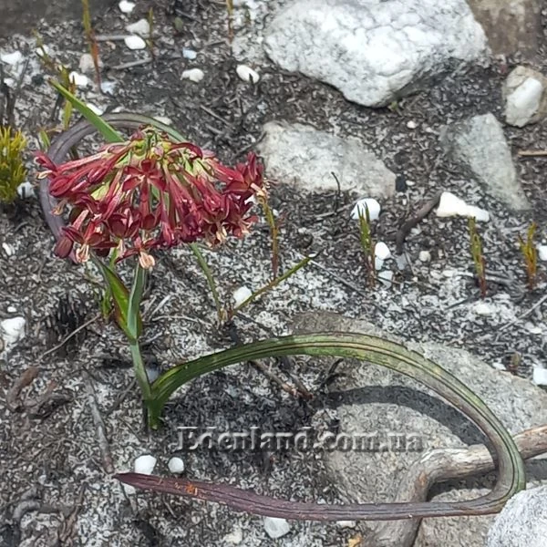 Изображение Кодонориза микранта  - Codonorhiza micrantha