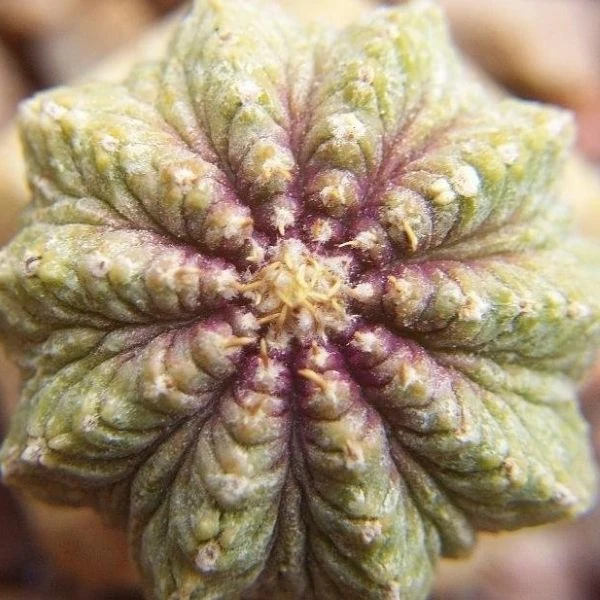 Изображение Ацтекиум Риттера  - Aztekium ritteri 