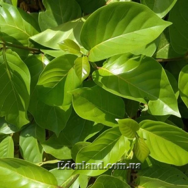 Изображение Науклея широколистная  - Nauclea latifolia