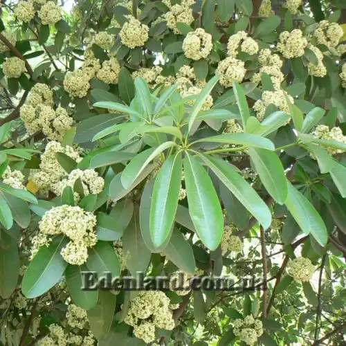 Изображение Альстония школьная - Alstonia scholaris