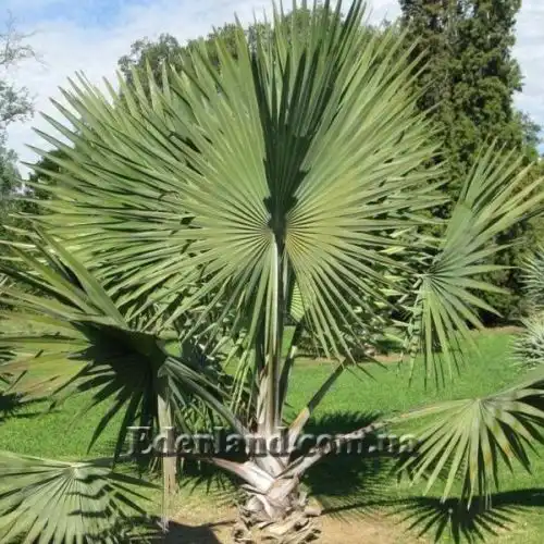 Изображение зеленая разновидность